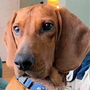 Archie (MA), adopted, Young Male Redbone Coonhound.