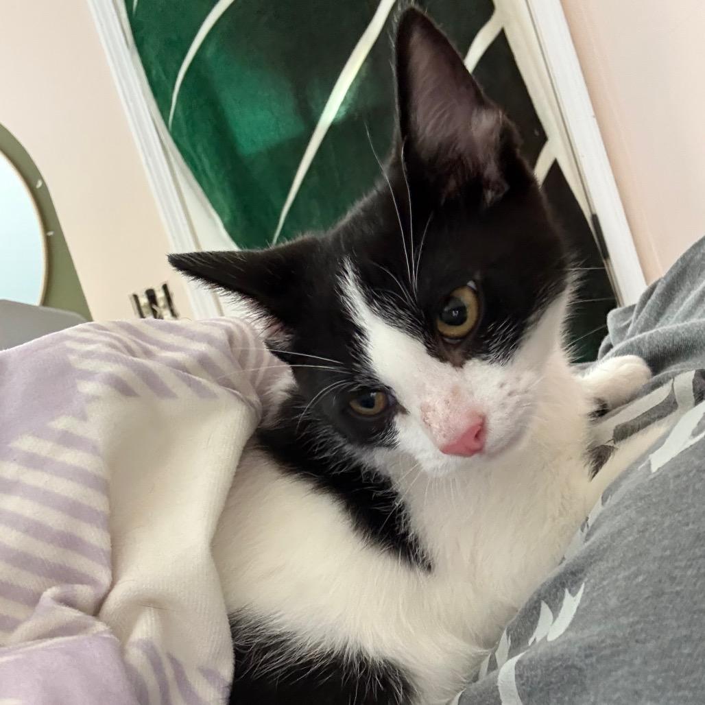 Sway - Z, Adoptable, Kitten Male Domestic Short Hair.