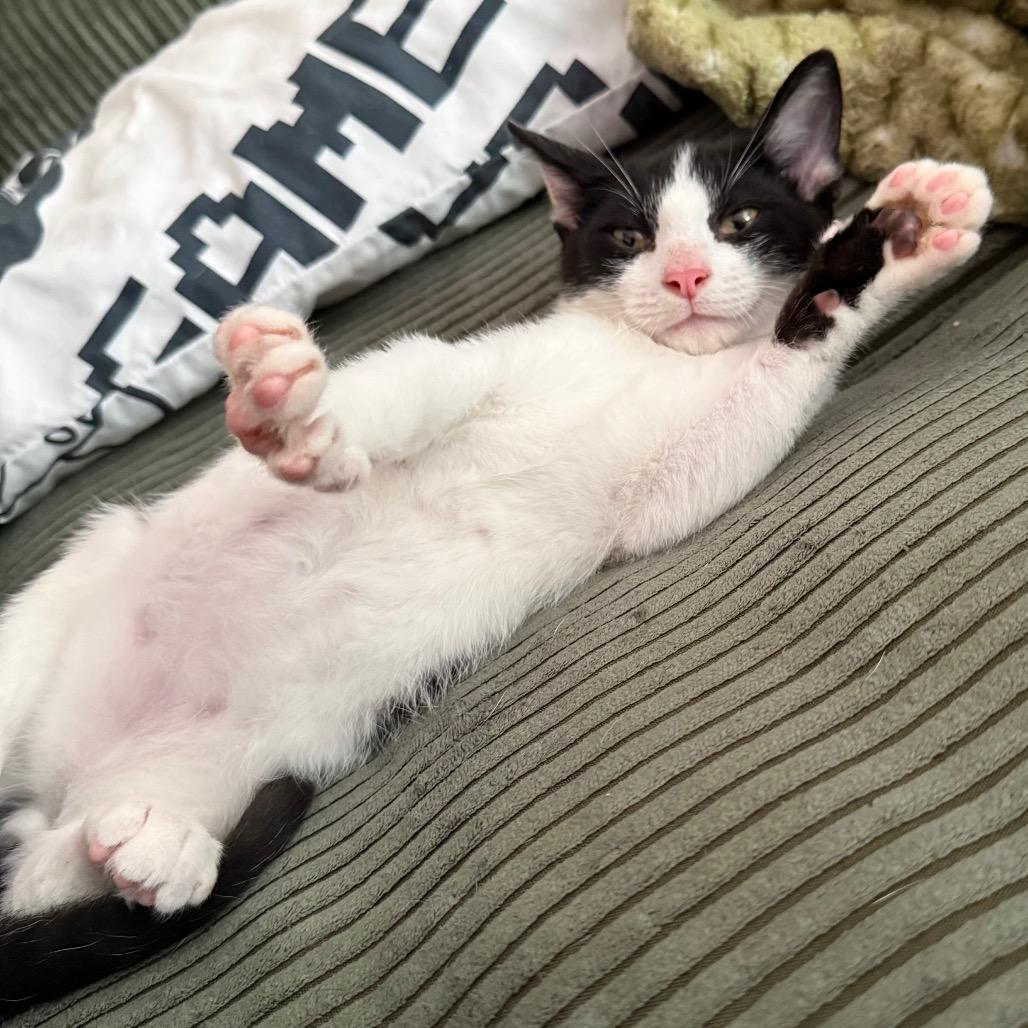 Enlarge Sway - Z, a Adoptable Domestic Short Hair in Kansas City, MO image 2/6