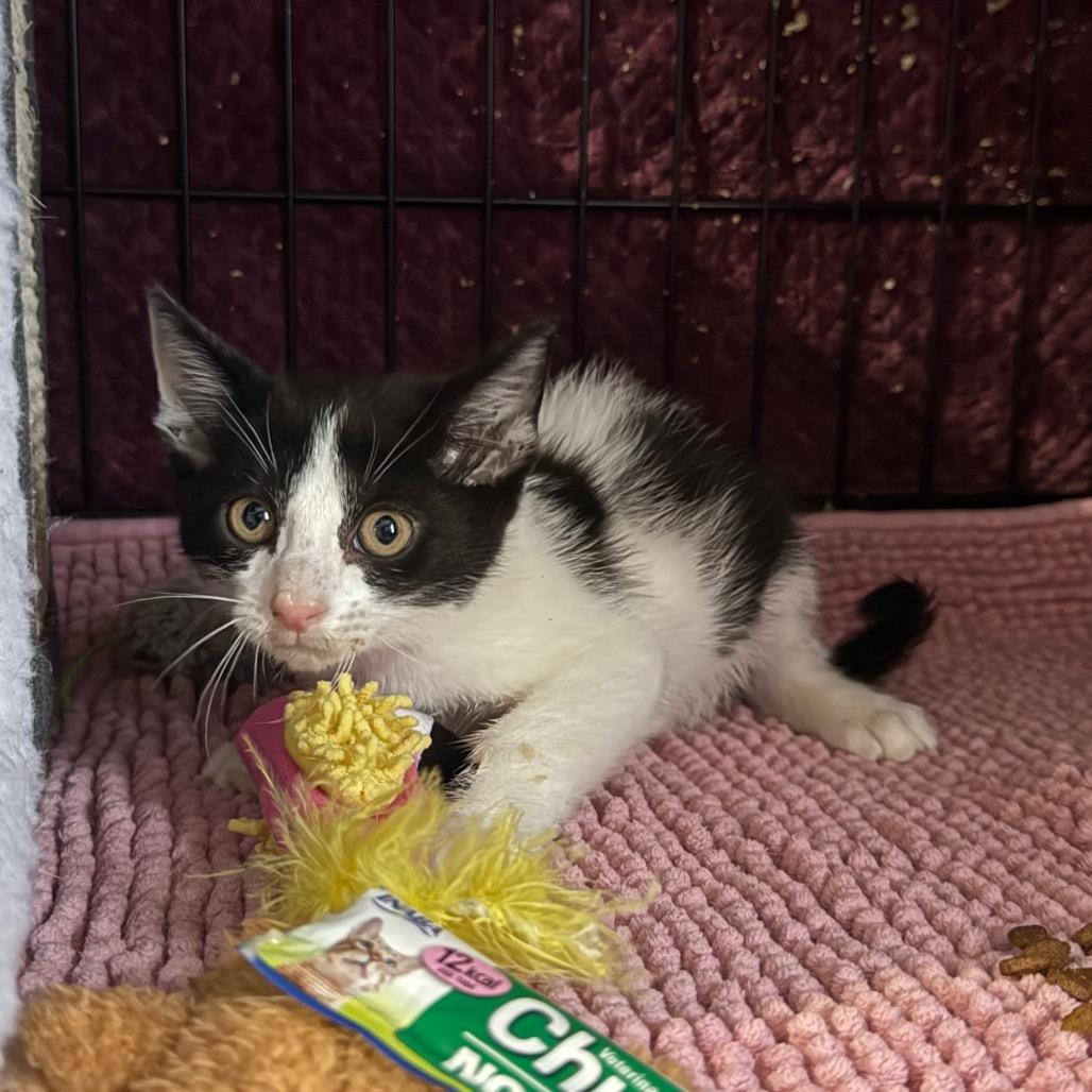 Enlarge Sway - Z, a Adoptable Domestic Short Hair in Kansas City, MO image 3/6