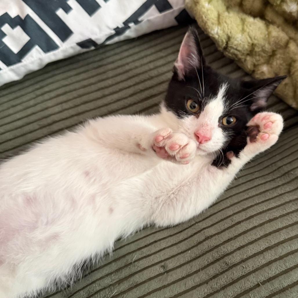 Enlarge Sway - Z, a Adoptable Domestic Short Hair in Kansas City, MO image 6/6