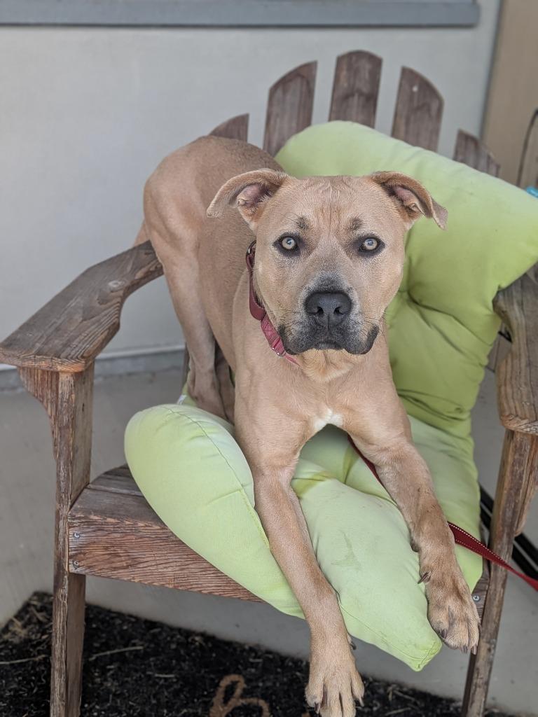 Enlarge Rue, a Adoptable mixed breed in Hyde Park, NY image 3/5
