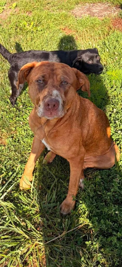 Enlarge Nova, a Adopted Pit Bull Terrier in Winchester, IN image 1/1