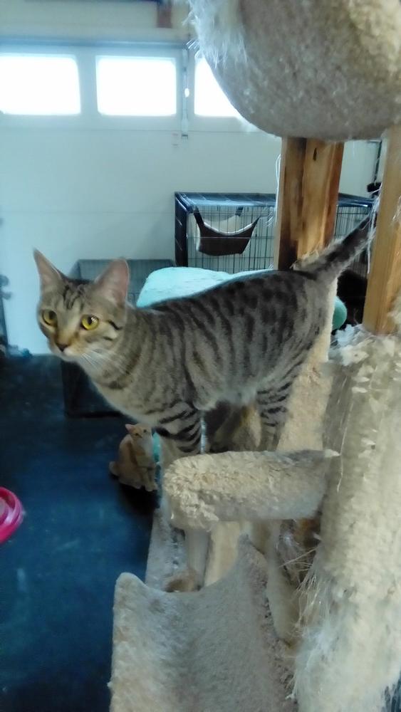 Cassie, Adoptable, Adult Female Domestic Short Hair.