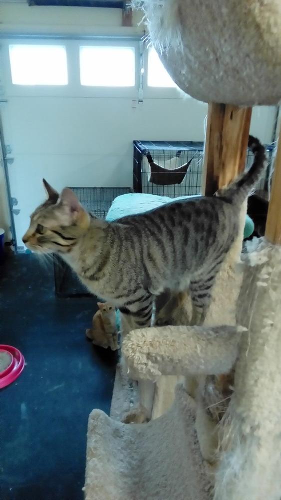 Enlarge Cassie, a Adoptable Domestic Short Hair in Fayetteville, TN image 2/2