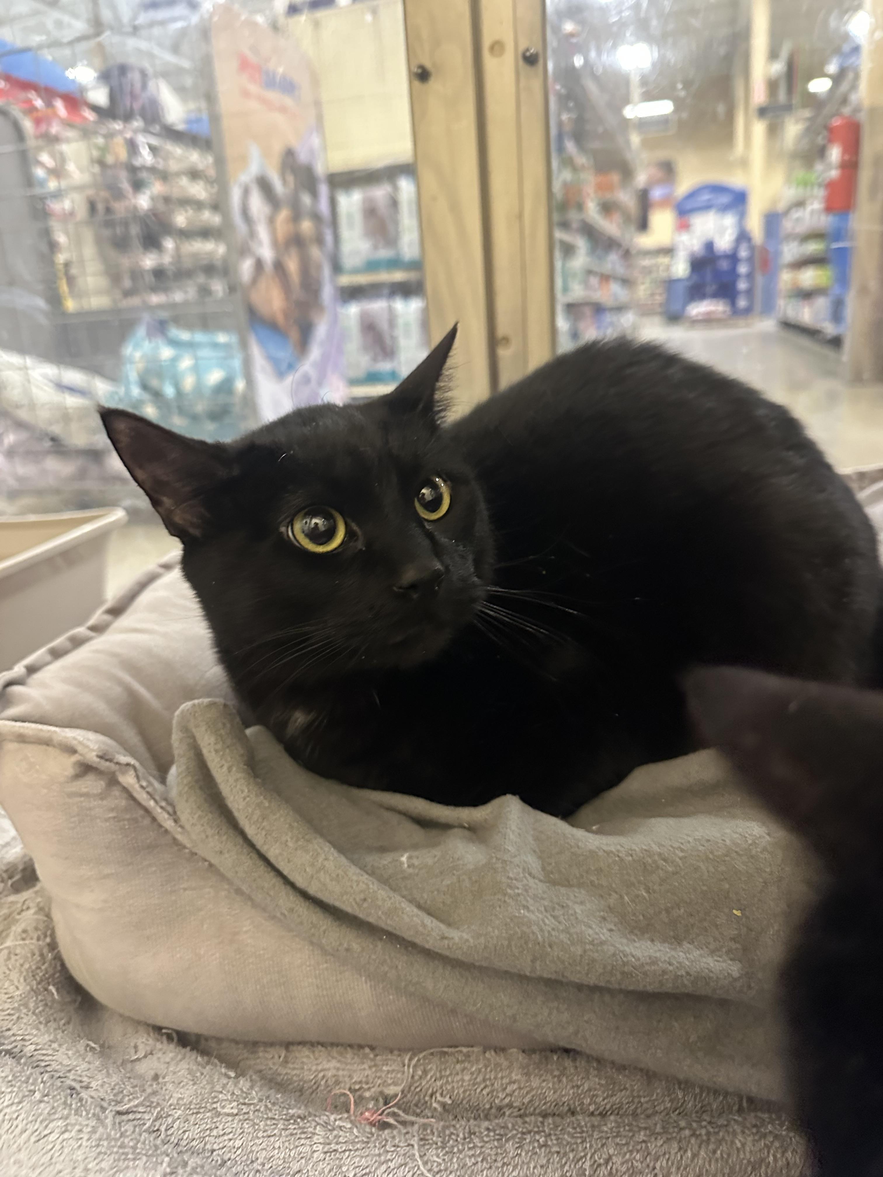 Enlarge Iris and Annubus, a ADOPTABLE Domestic Short Hair in Missoula, MT image 2/2
