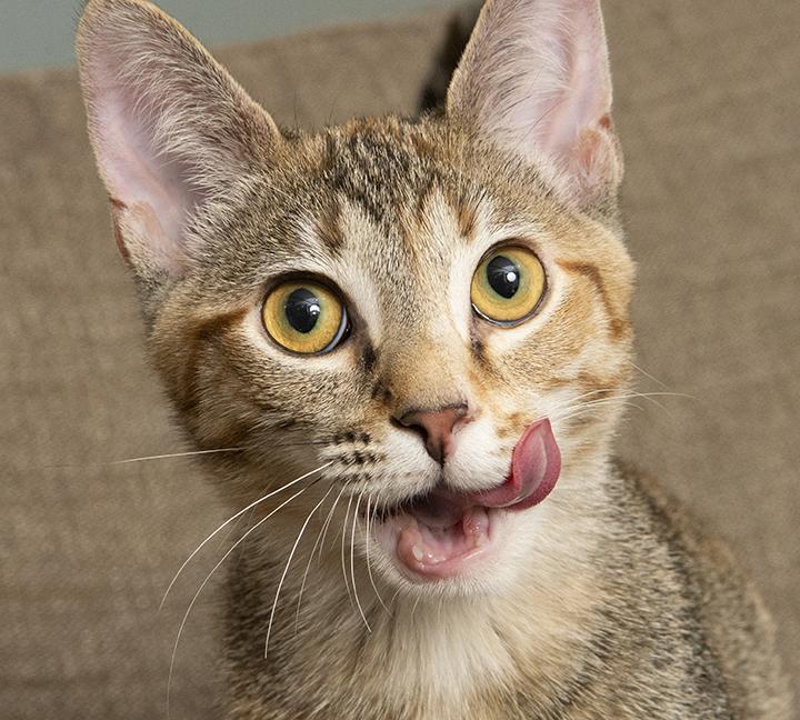 Angelica and Rosemary, a Adoptable Torbie in Chicago, IL image 1/6