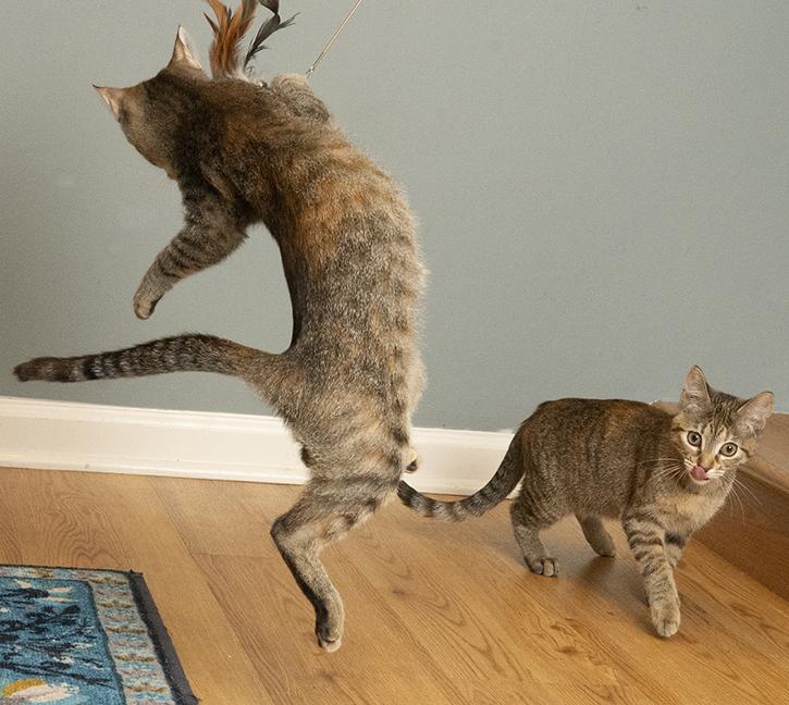 Angelica and Rosemary, a Adoptable Torbie in Chicago, IL image 2/6