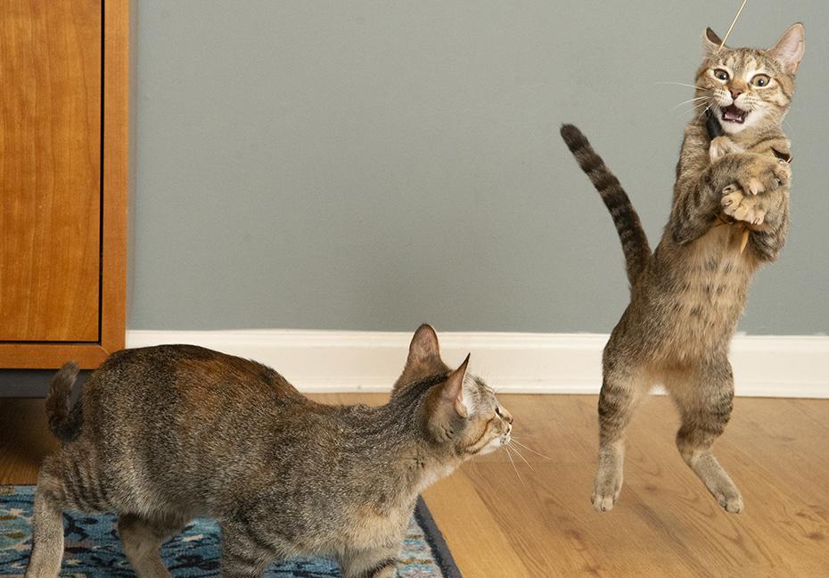 Angelica and Rosemary, a Adoptable Torbie in Chicago, IL image 6/6