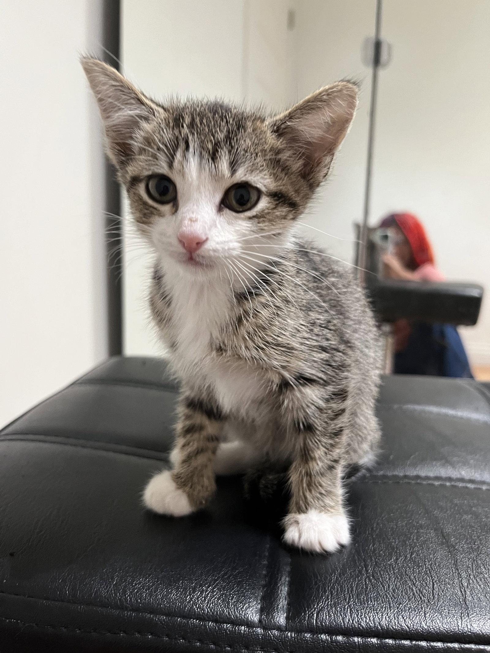 Enlarge Elsa, a Adopted Domestic Short Hair in Columbus, IN image 1/1