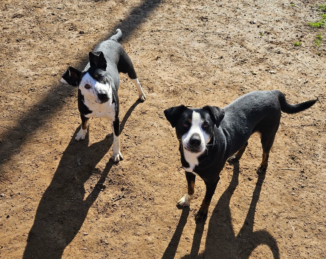 Rhett, Adoptable, Young Male Australian Cattle Dog / Blue Heeler.