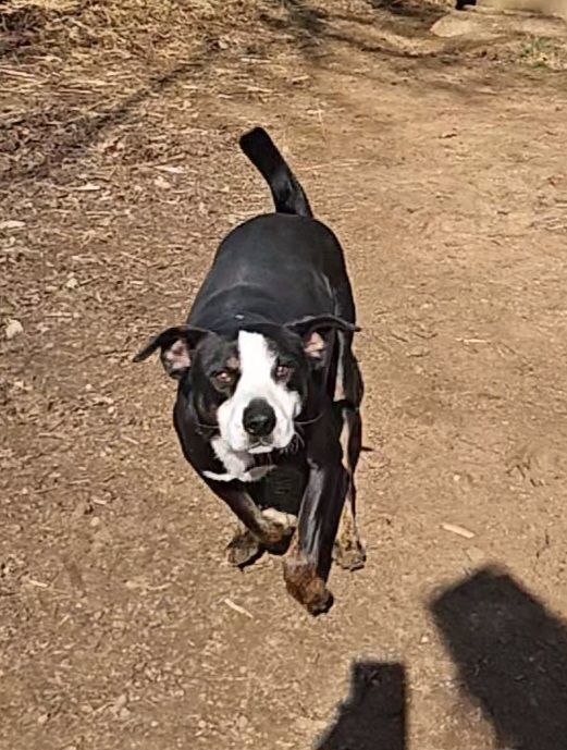 Rhett, a Adoptable mixed breed in Bixby, OK image 2/7