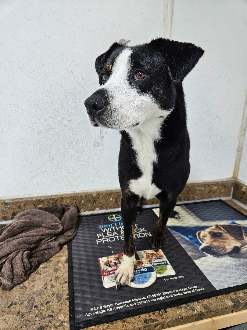 Rhett, a Adoptable mixed breed in Bixby, OK image 3/7