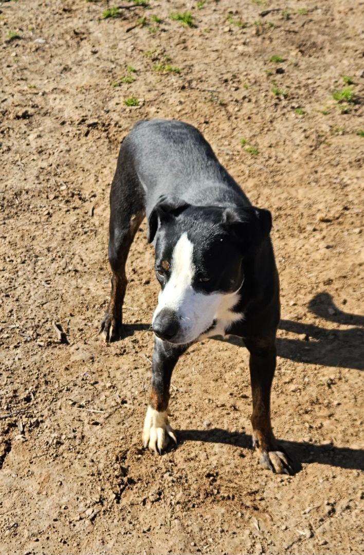 Rhett, a Adoptable mixed breed in Bixby, OK image 4/7