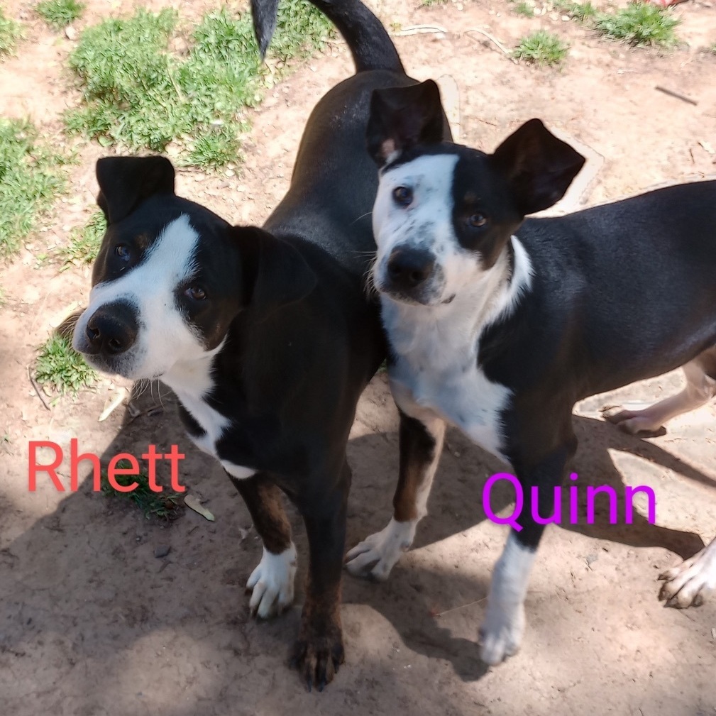 Rhett, a Adoptable mixed breed in Bixby, OK image 5/7