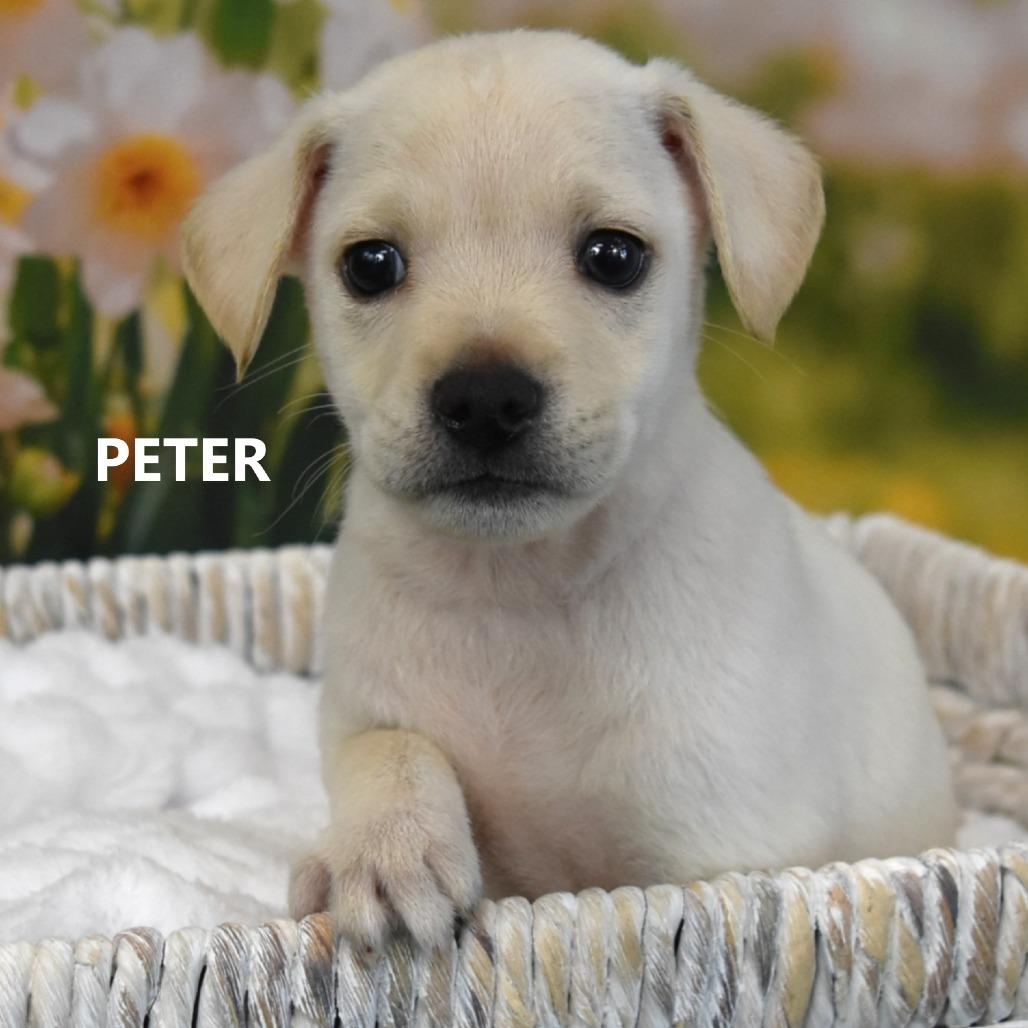 Peter, Adoptable, Puppy Male Mixed Breed.