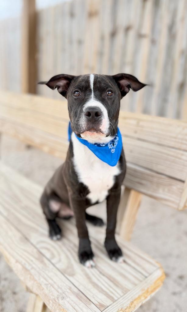 Greg, Adoptable, Young Male Labrador Retriever & Mixed Breed.