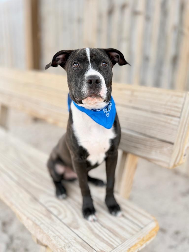 Greg, a Adoptable mixed breed in Muskegon, MI image 2/2