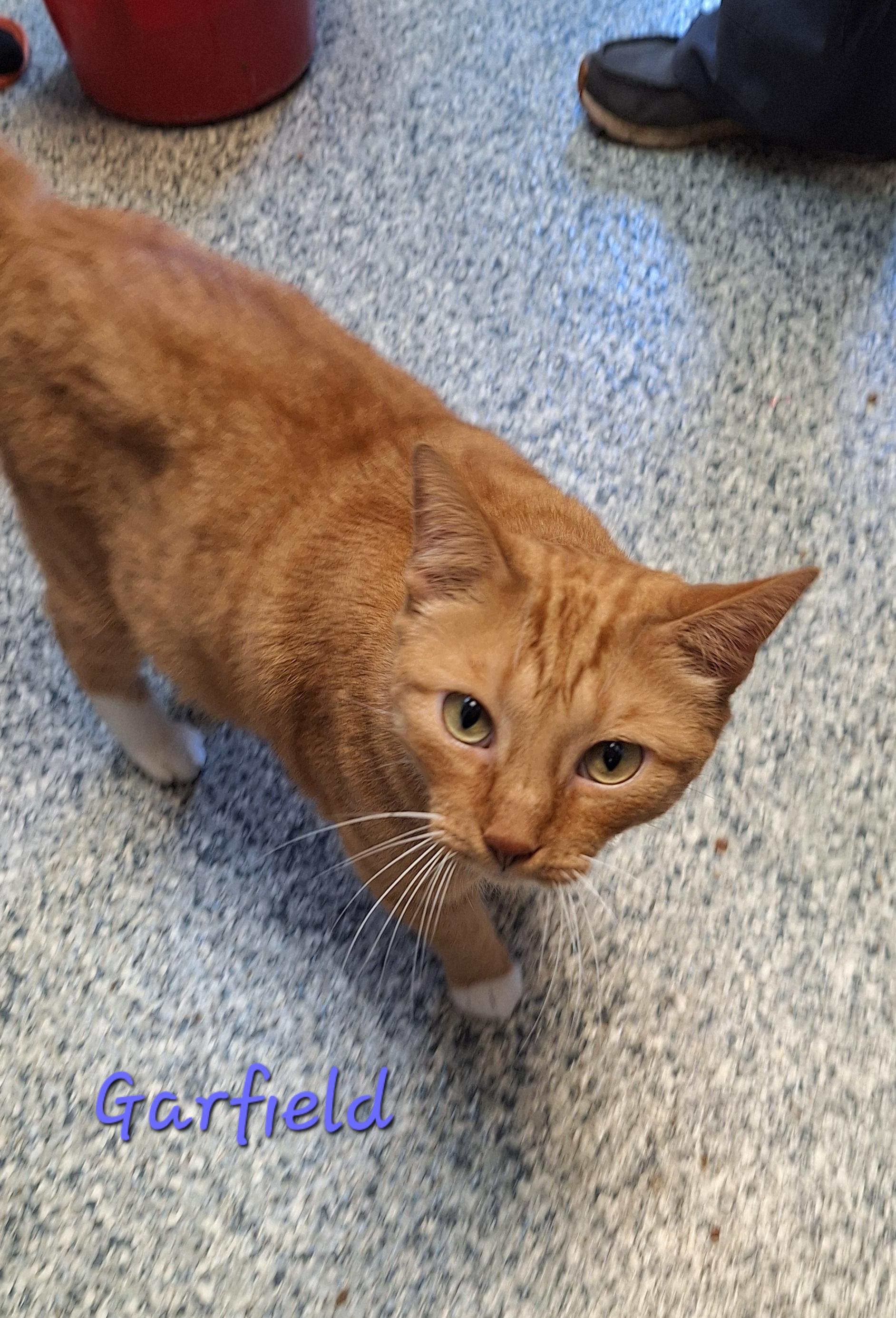 Garfield, an adopted Tabby in Stanton, KY image 1/4