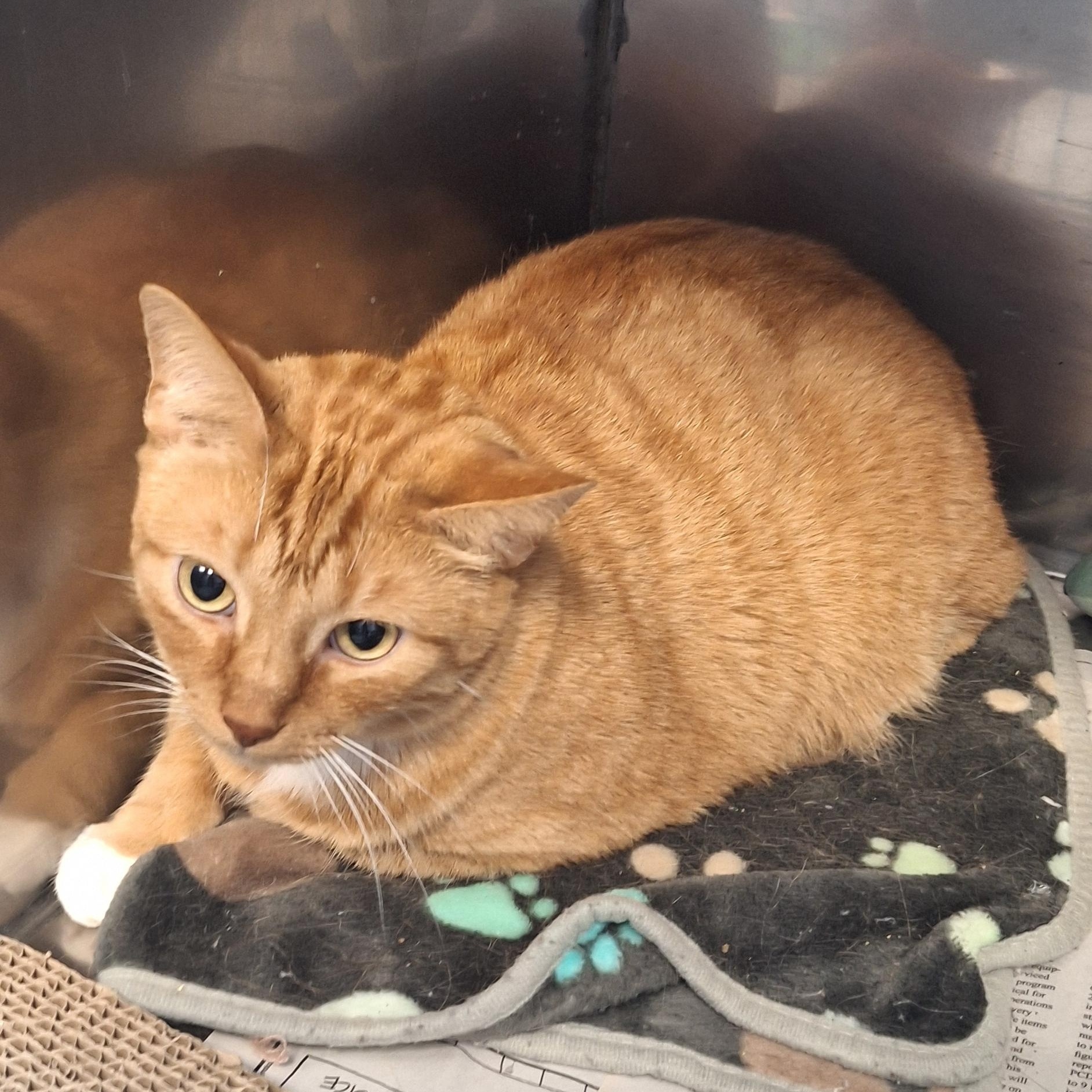 Garfield, an adopted Tabby in Stanton, KY image 2/4