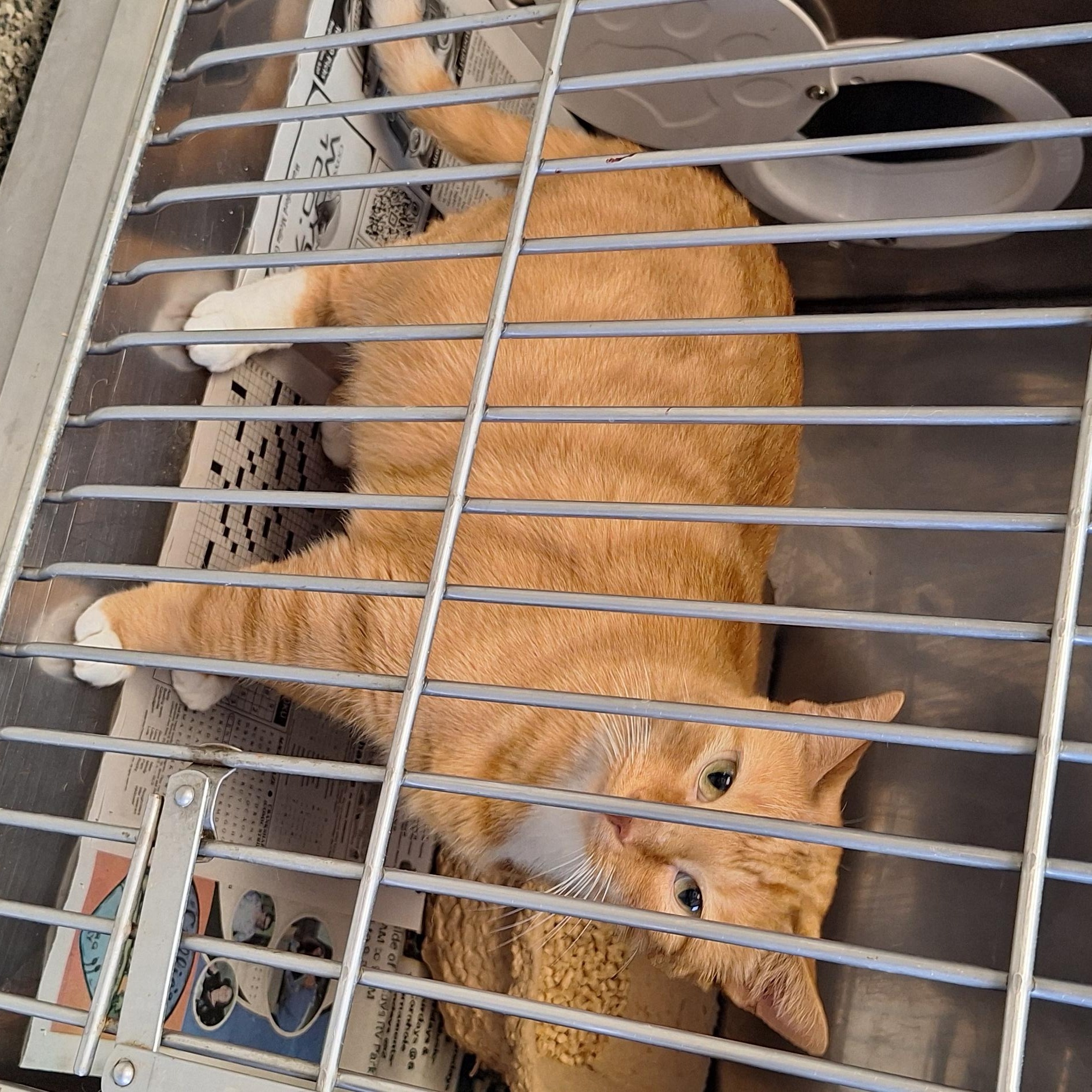 Garfield, an adopted Tabby in Stanton, KY image 4/4