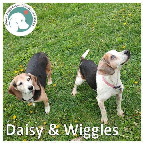 DAISY & WIGGLES
