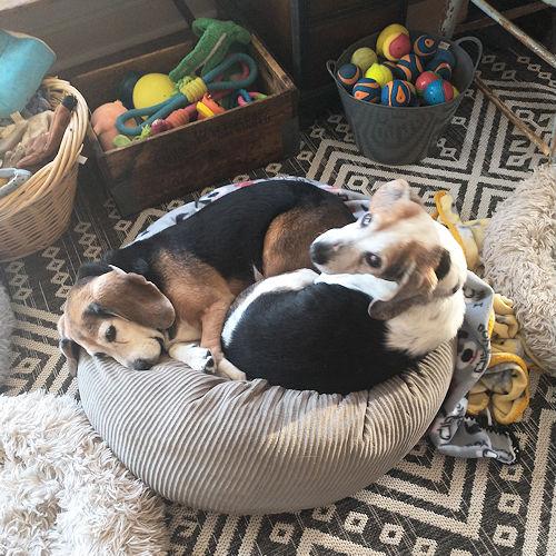 DAISY & WIGGLES 3