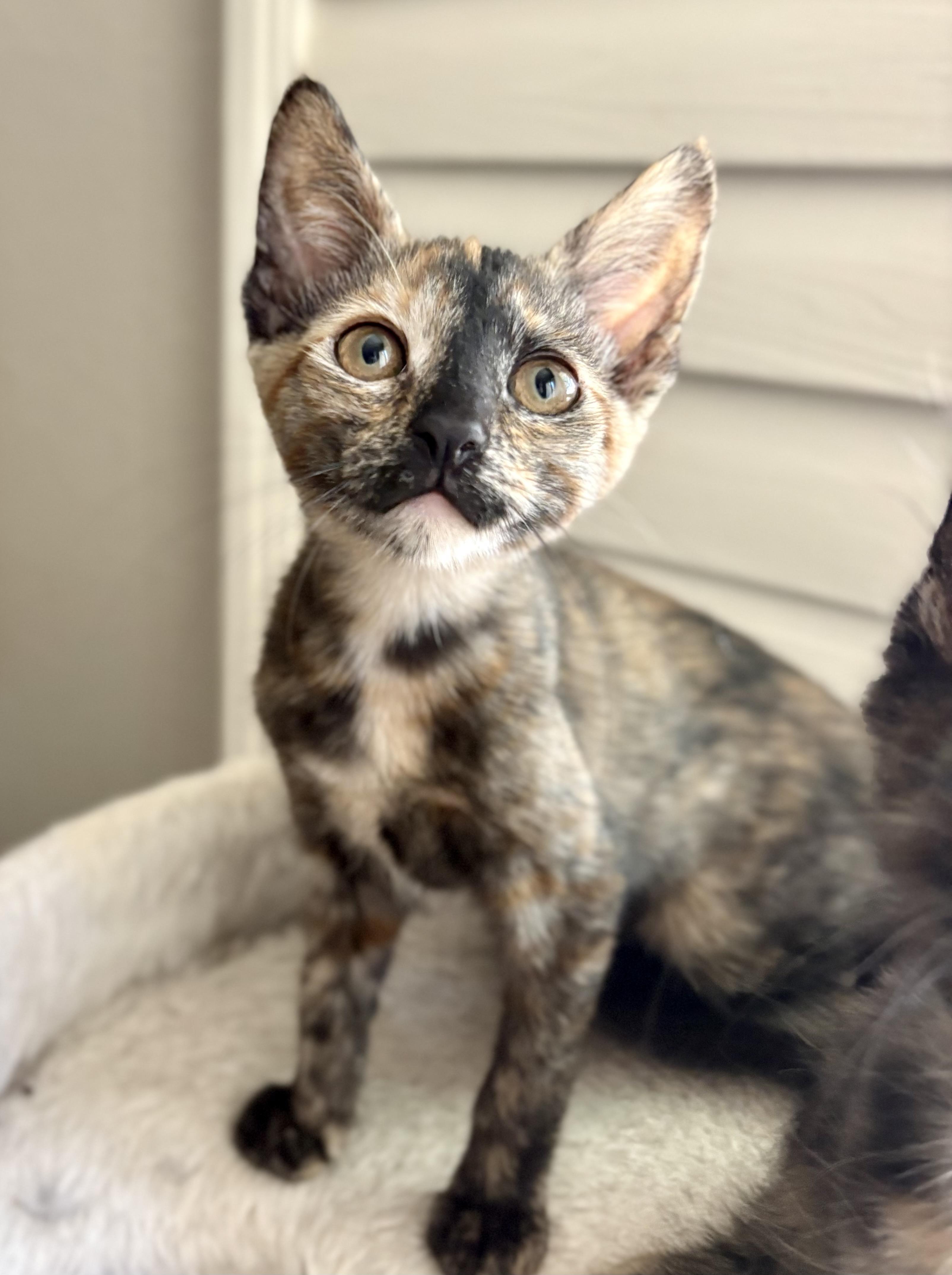 Enlarge Delicata, a ADOPTABLE Domestic Short Hair in Oracle, AZ image 2/4