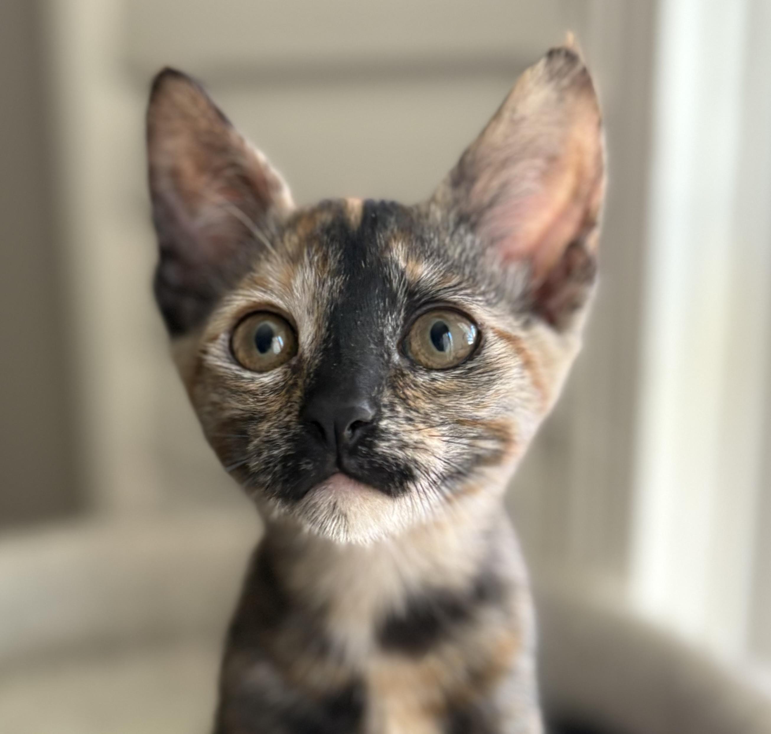 Delicata, ADOPTABLE, Young Female Domestic Short Hair.