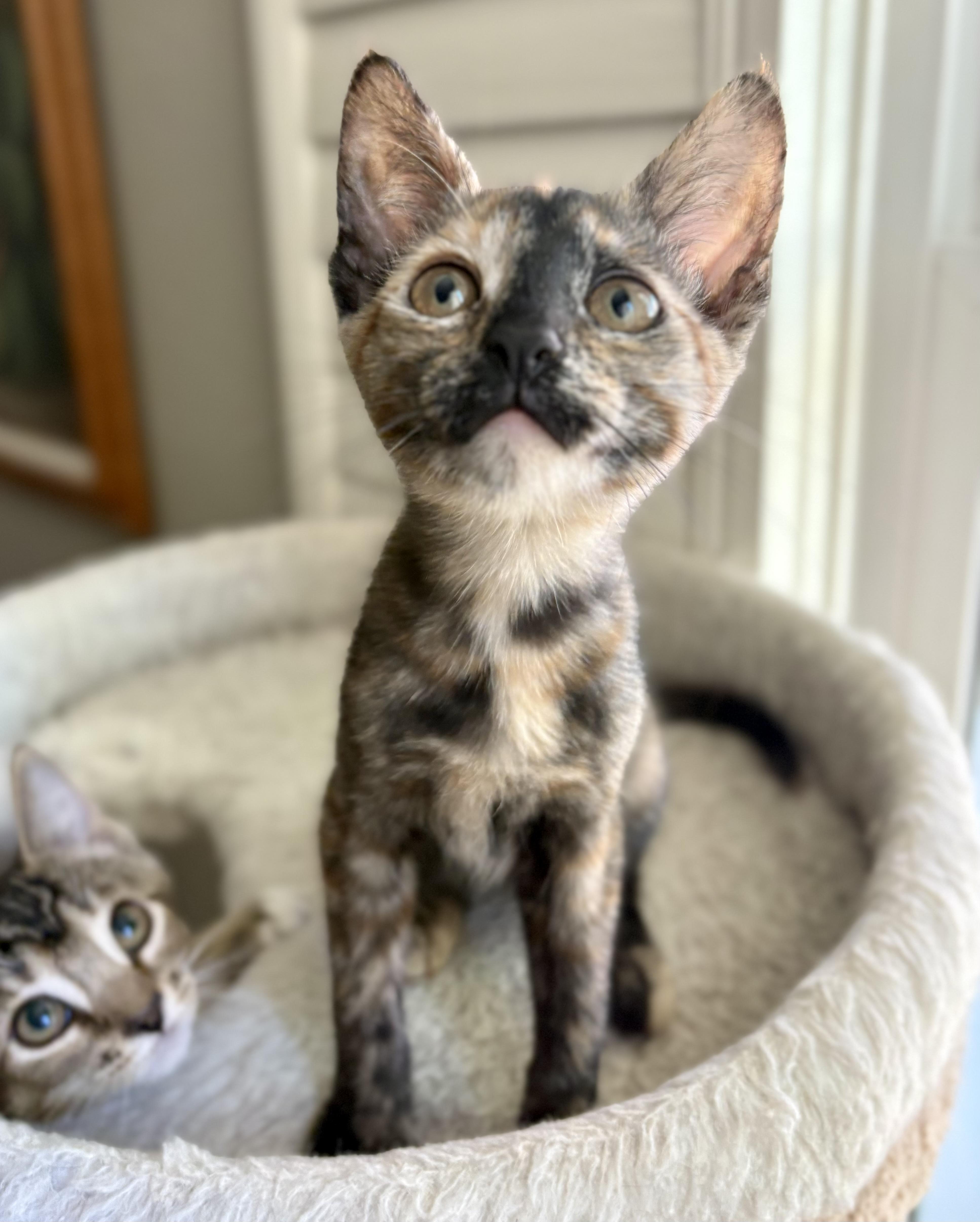Enlarge Delicata, a ADOPTABLE Domestic Short Hair in Oracle, AZ image 4/4