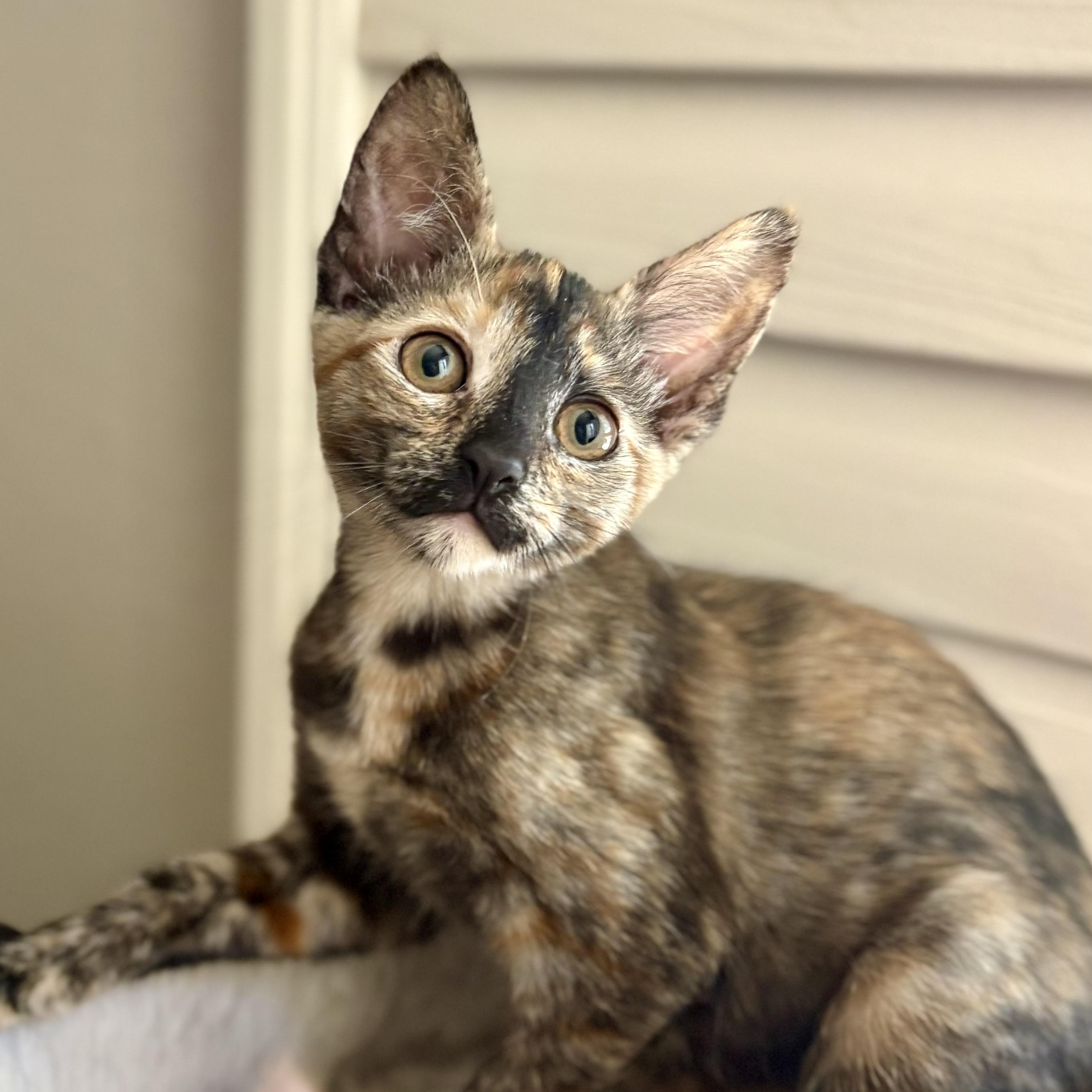 Enlarge Delicata, a ADOPTABLE Domestic Short Hair in Oracle, AZ image 3/4
