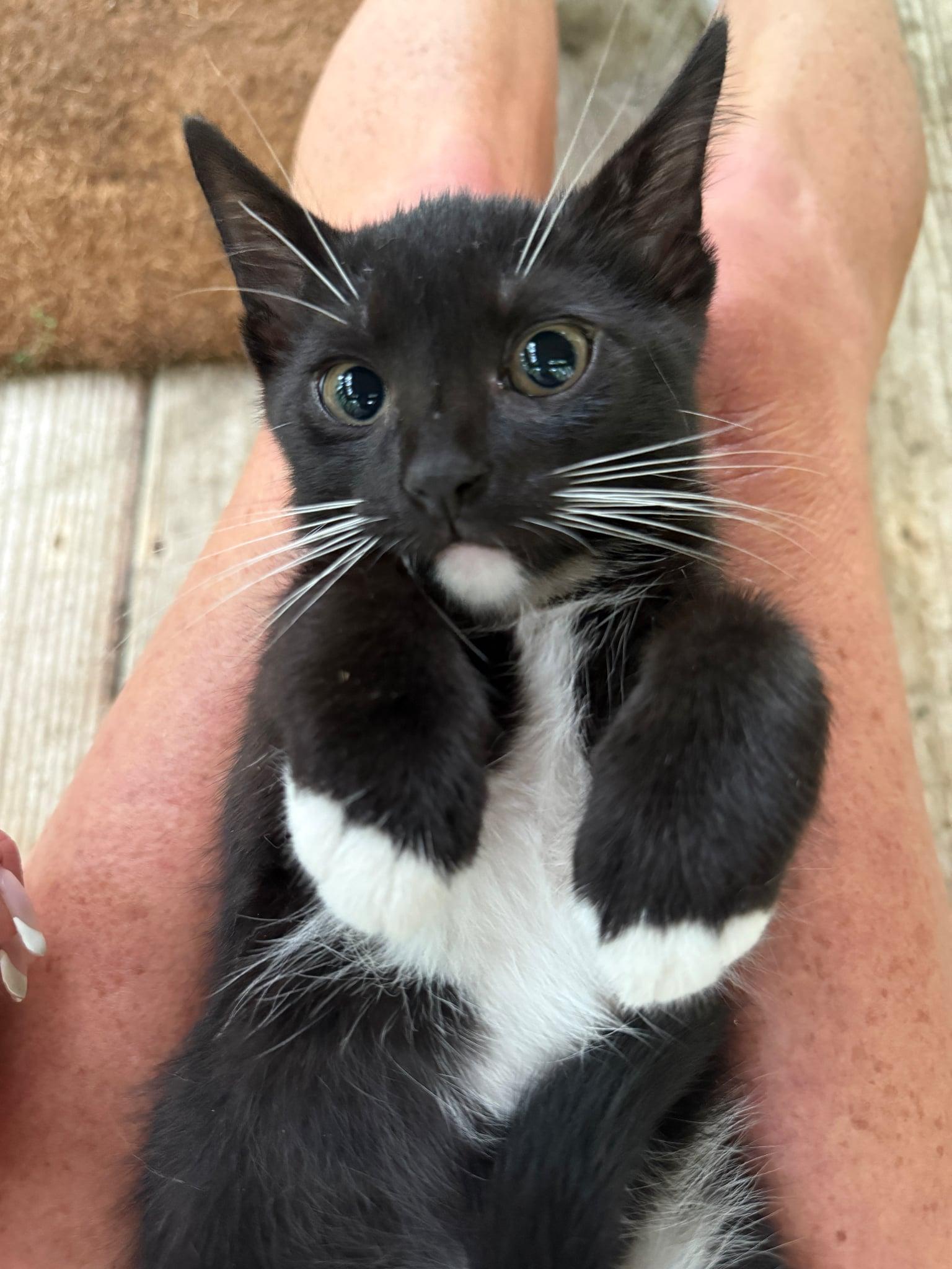 Tango, a ADOPTABLE Domestic Short Hair in Talbott, TN image 4/4