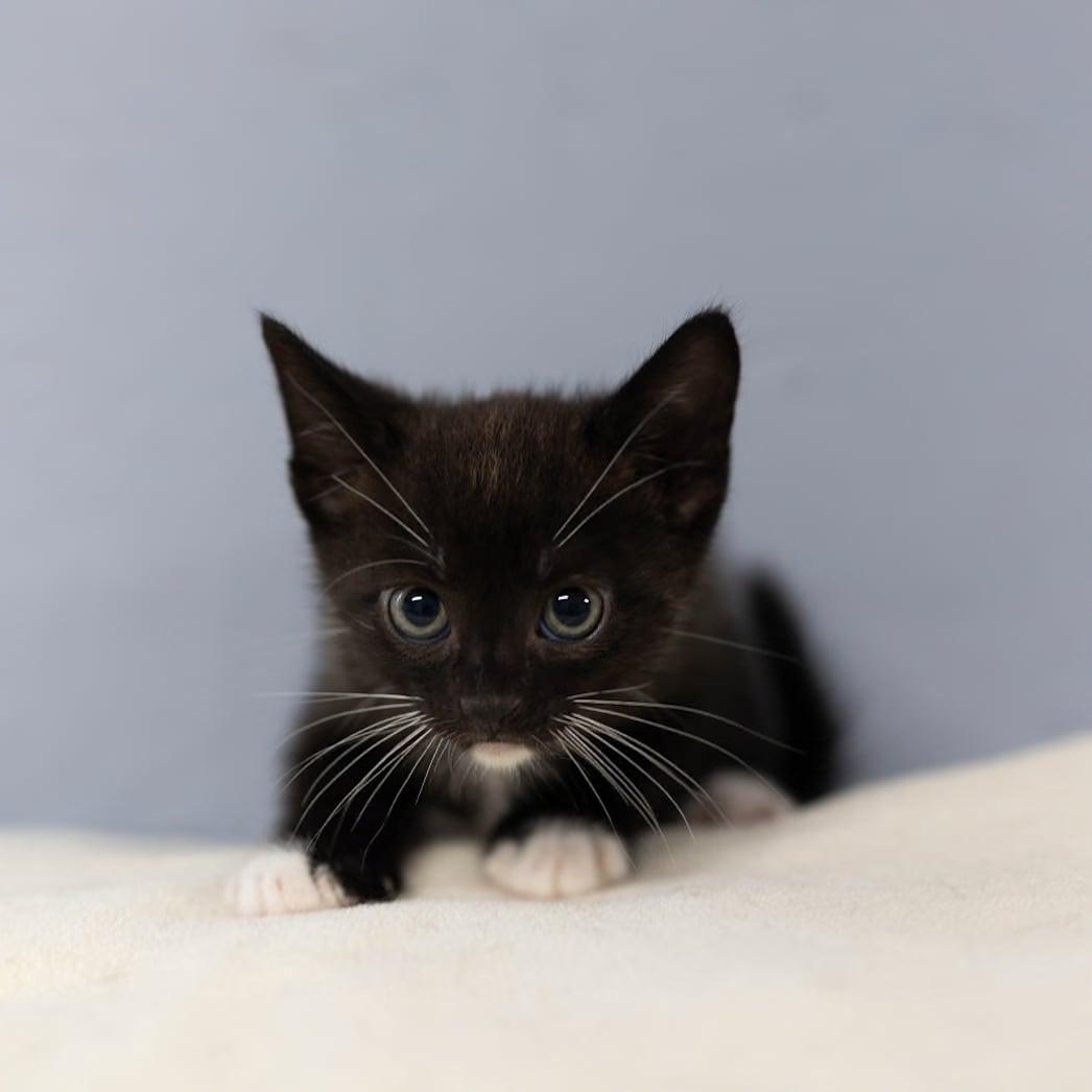 Tango, a ADOPTABLE Domestic Short Hair in Talbott, TN image 2/4