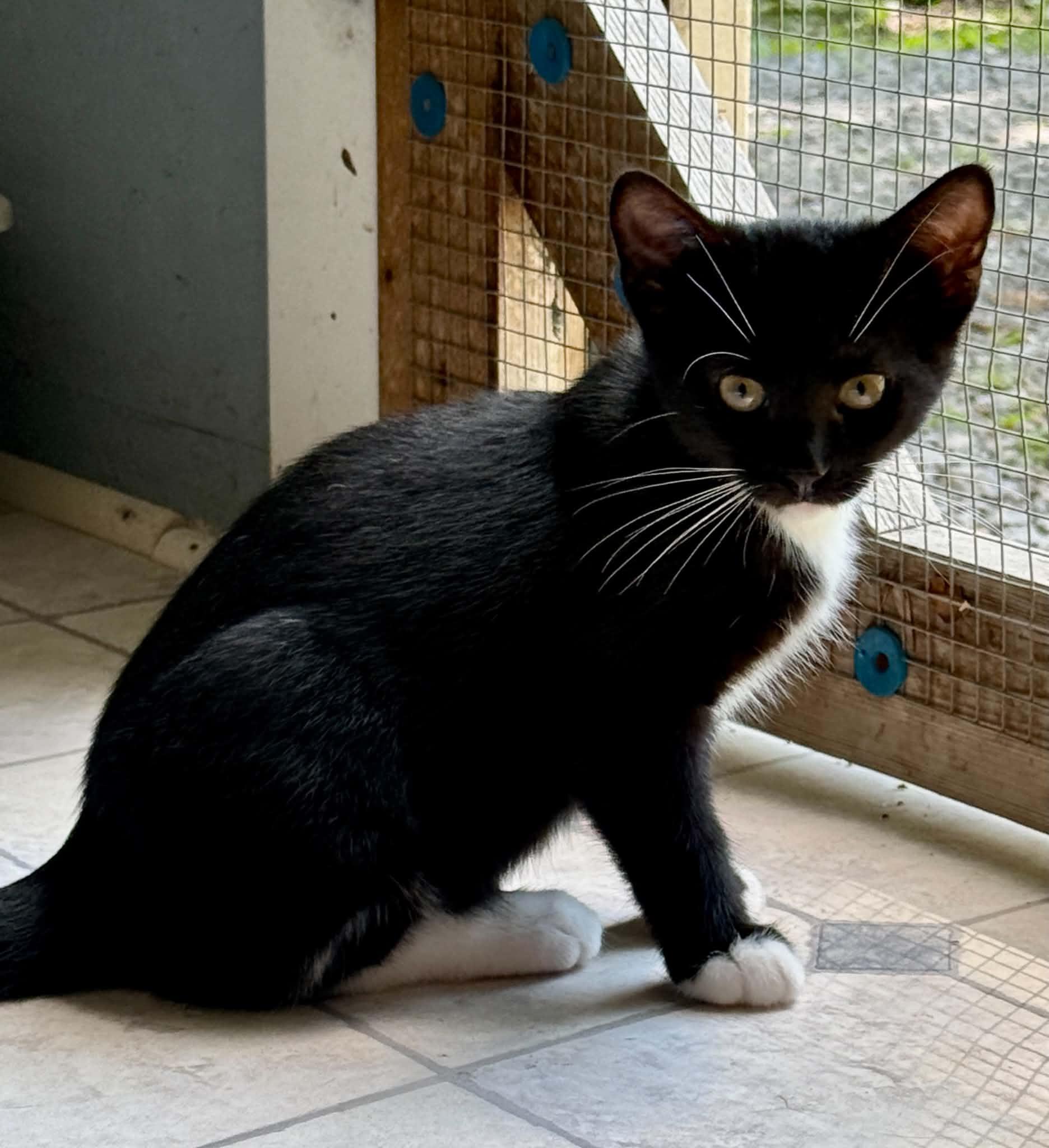 Tango, ADOPTABLE, Kitten Male Domestic Short Hair.