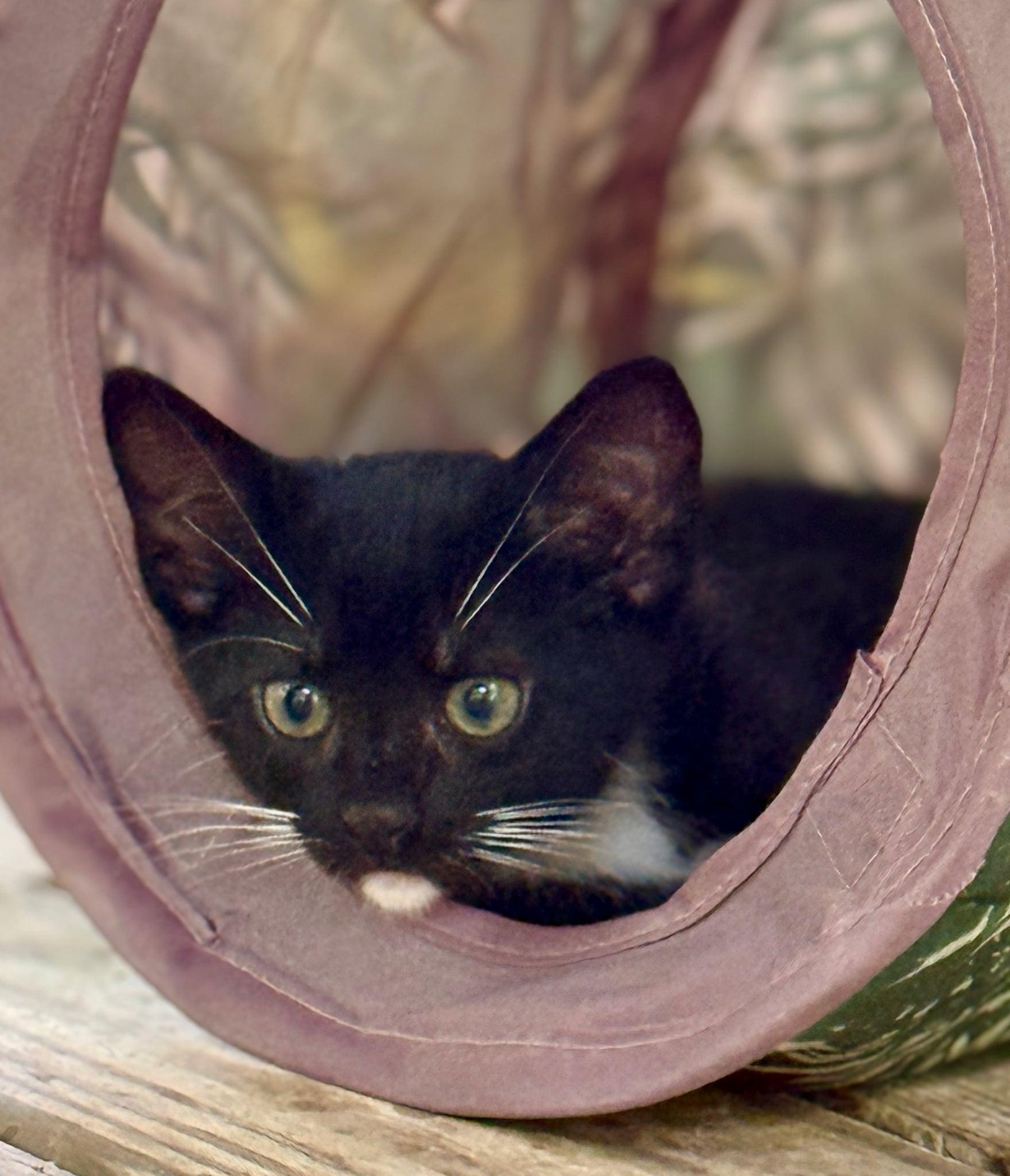 Tango, a ADOPTABLE Domestic Short Hair in Talbott, TN image 3/4
