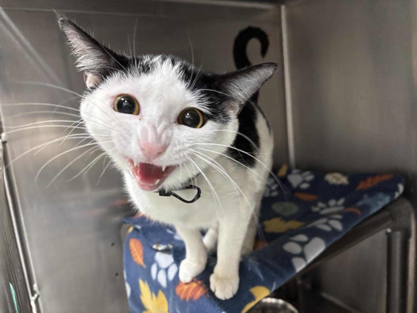 Mila, ADOPTABLE, Adult Female Domestic Short Hair.