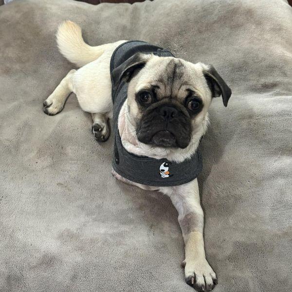 Enlarge Michael, an adopted Pug in Alvin, TX image 1/1