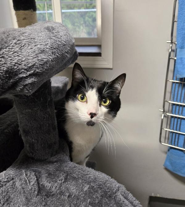 Theo, Adoptable, Adult Male Domestic Short Hair.