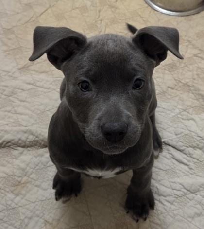Jaguar, Adoptable, Puppy Female Pit Bull Terrier & Mixed Breed.