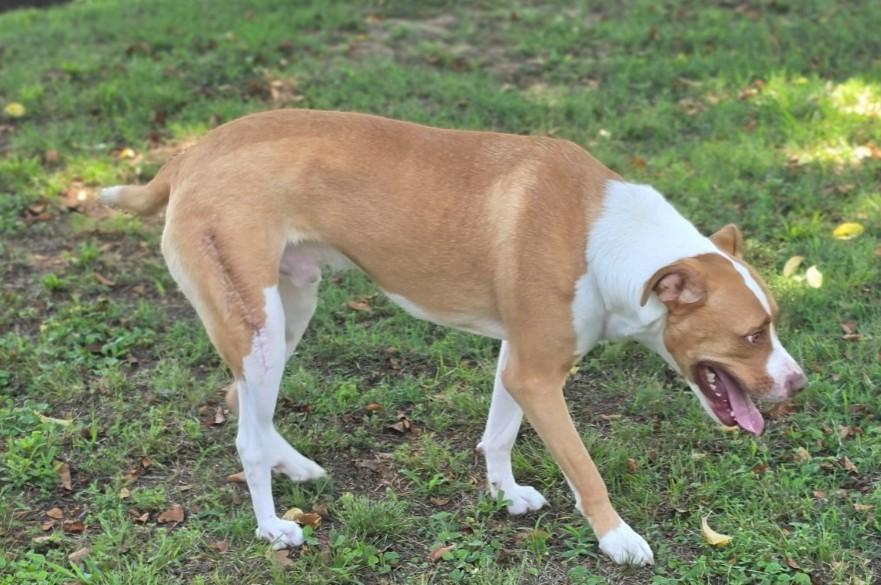 Enlarge Rockwell, a ADOPTABLE mixed breed in Enfield , CT image 3/4