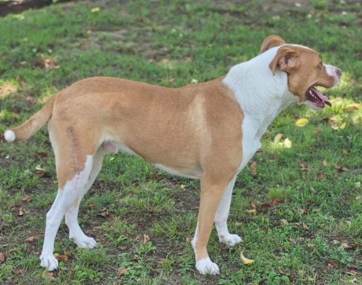 Enlarge Rockwell, a ADOPTABLE mixed breed in Enfield , CT image 2/4