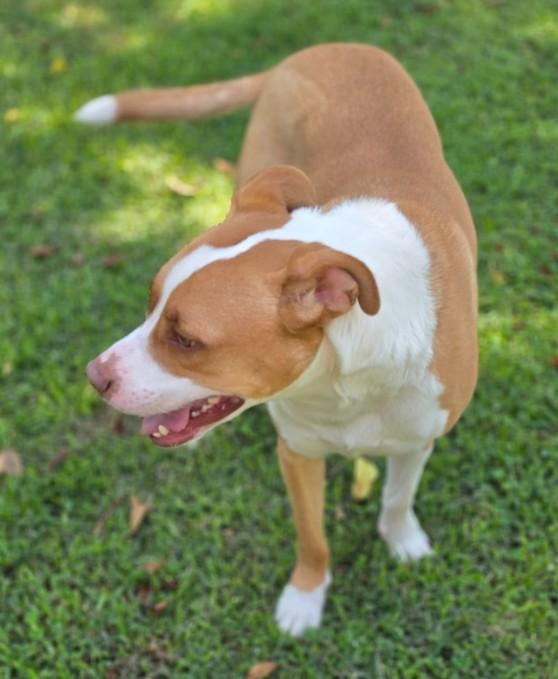Rockwell, ADOPTABLE, Adult Male American Staffordshire Terrier.