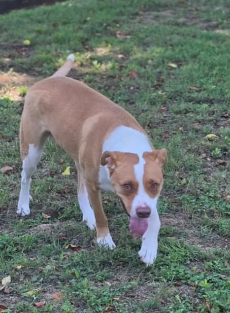 Enlarge Rockwell, a ADOPTABLE mixed breed in Enfield , CT image 4/4