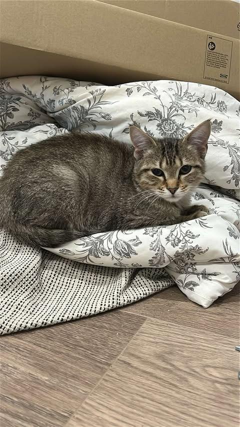 Enlarge Jovi, a Adoptable Domestic Short Hair in Augusta, GA image 1/1