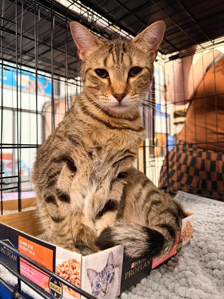 Enlarge Jovi, a Adoptable Domestic Short Hair in Augusta, GA image 2/2