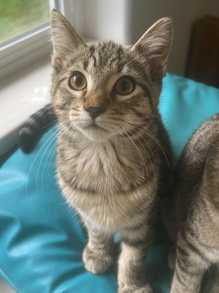 Sprouts, Adoptable, Kitten Male Domestic Short Hair.