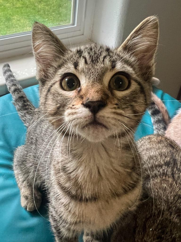 Enlarge Sprouts, a Adoptable Domestic Short Hair in Vashon, WA image 2/2