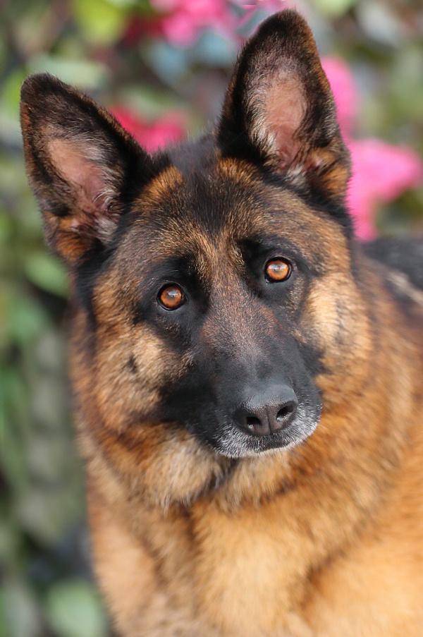 Paloma von Prezelle", a Adoptable German Shepherd Dog in Los Angeles, CA image 3/6