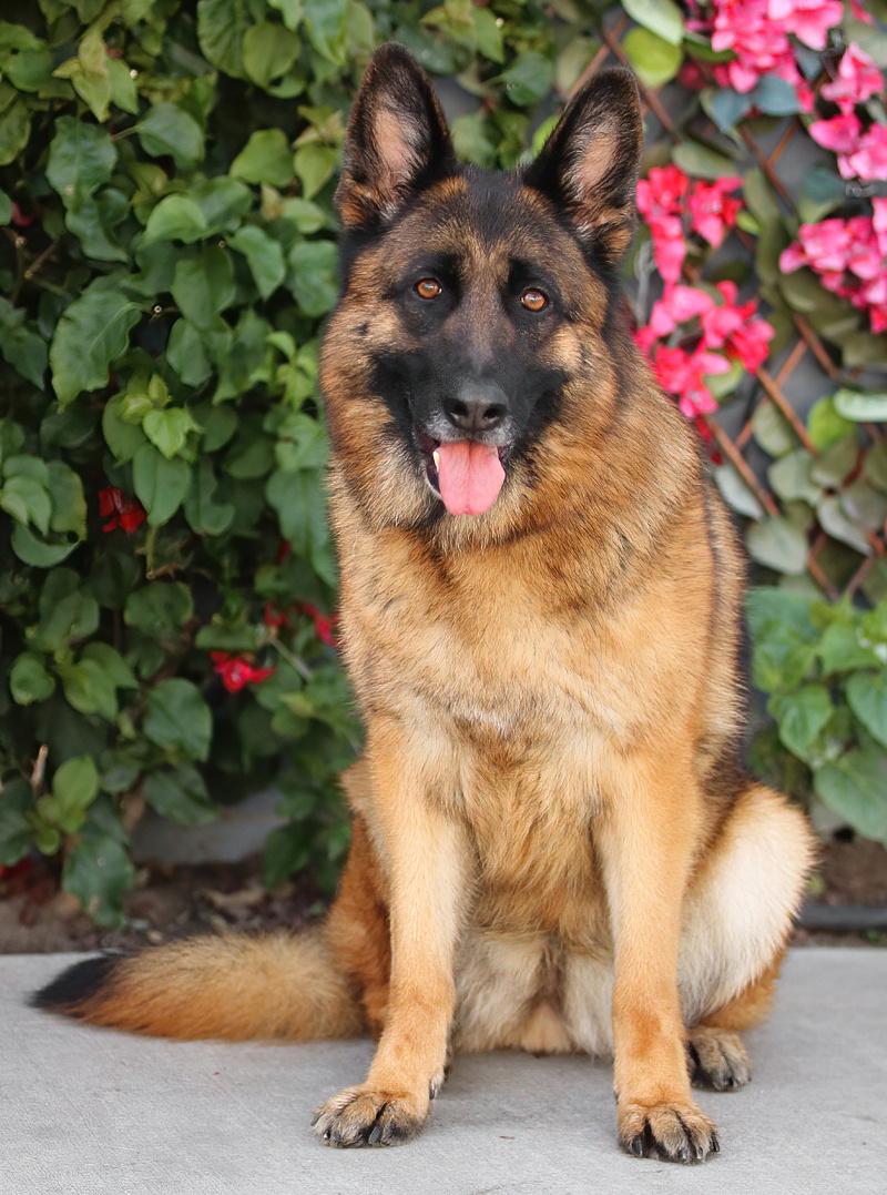 Paloma von Prezelle", a Adoptable German Shepherd Dog in Los Angeles, CA image 5/6
