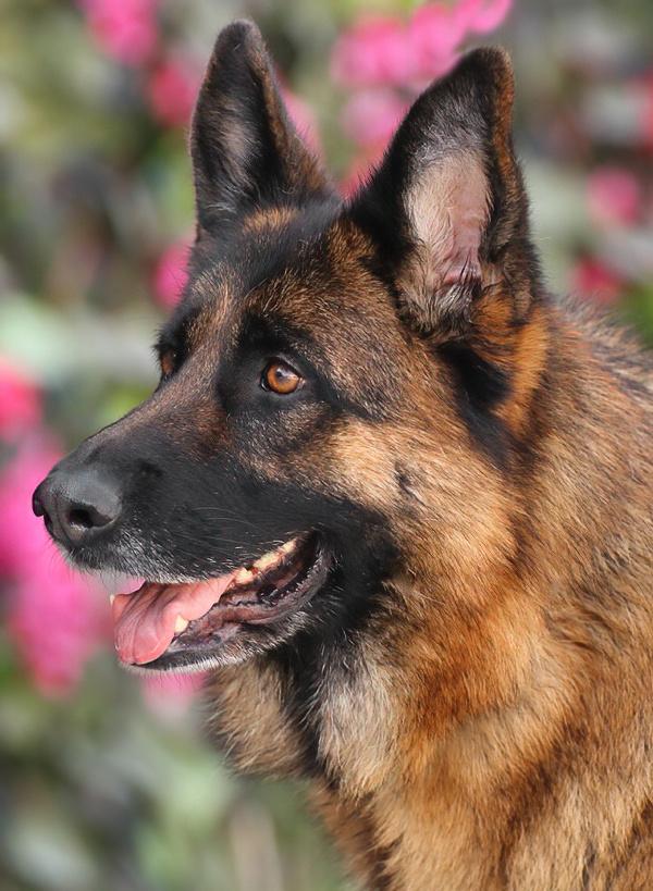 Paloma von Prezelle", a Adoptable German Shepherd Dog in Los Angeles, CA image 4/6